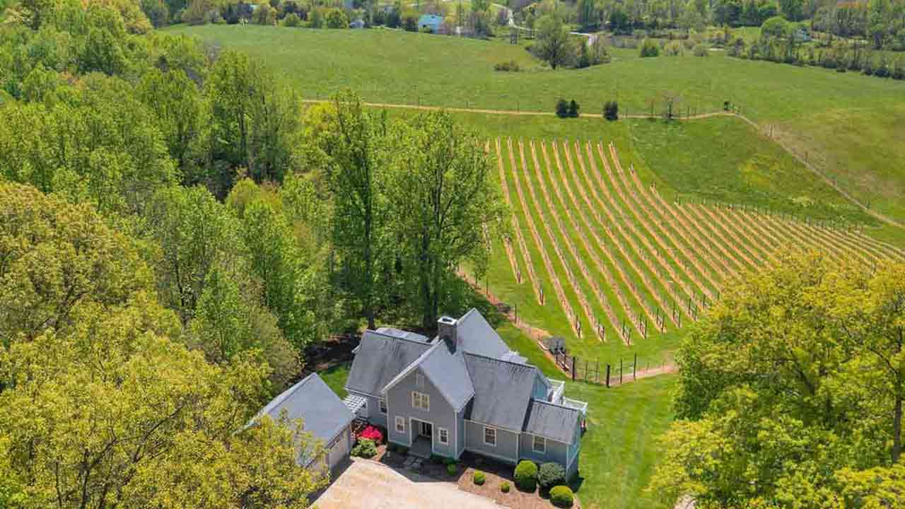 Aerial view of a gray farmhouse surrounded by lush green trees and a hillside vineyard with neatly planted rows of grapevines in Central Virginia.