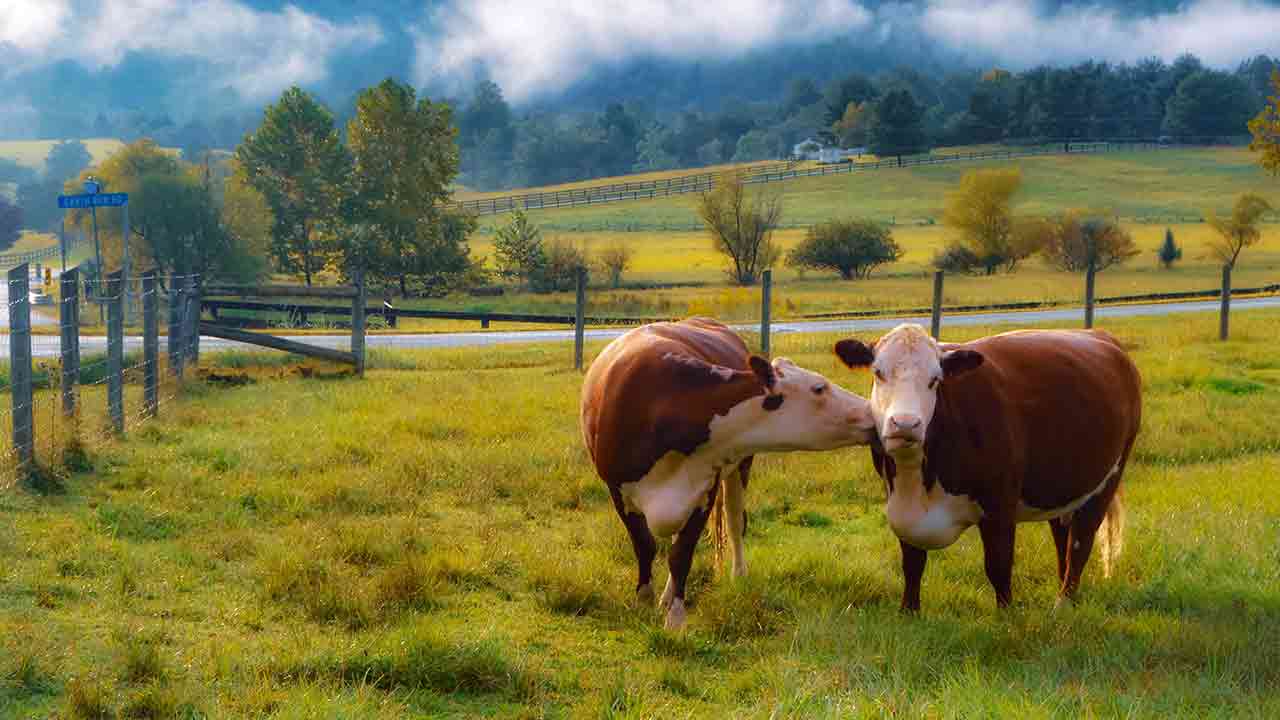 Aerial view of a charming white Charlottesville country property with fenced pastures, a barn, and open fields in the Virginia countryside.